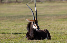 Hippotragus Antelope Resting On A Meadow