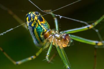 Spider on a web.