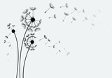 Fototapeta Dmuchawce - Set of hand drawn dandelion flowers. Abstract floral summer posters, wall art isolated on white background,  Creative vector illustration