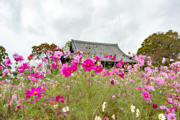 Sticker - Full blooming of cosmos in Hannya-ji temple in Nara, Japan