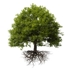 tree with roots, isolated on white background
