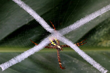 Argiope Spider Or Yellow Garden Spider In The Garden