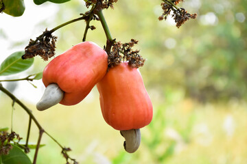 Wall Mural - A bunch of cashew apples in a farmer's garden. Soft and selective focus on red cashew apples.