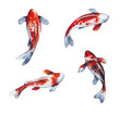 Watercolor set of realistic hand painted koi fish isolated on white background