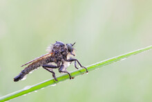 The Asilidae Are The Robber Fly Family, Also Called Assassin Flies