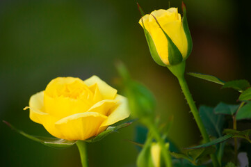 Three silky yellow rose on a green background, one flowering rose and two buds