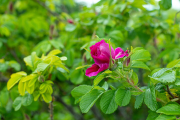 Wall Mural - Rosehip blossom, pink magenta wild rose bud