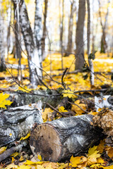 Wall Mural - sawn birch logs on fallen yellow maple leaves