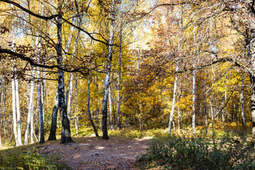 Wall Mural - oak branches and birch grove in park in autumn