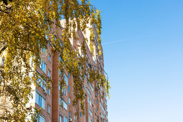 Wall Mural - bottom view of yellow twigs of birch trees and high-rise brick apartment house and blue sky on backg