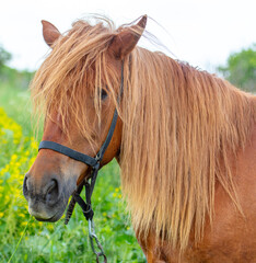 Sticker - Portrait of a red horse in the pasture.