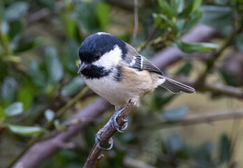 Poster - Closeup shot of a chickadee bird perched on a branch