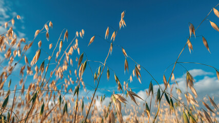 Fotomurales - Low angle view of ripe oat crops in field ready for harvest