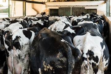 Wall Mural - view of a herd of dairy cows entering to the milking parlor. dairy farm and livestock industry conce