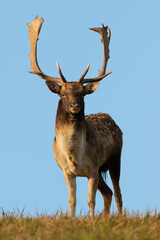 Wall Mural - fallow deer, dama dama, standing on grass with blue sky in background. spotted stag looking to the c