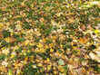Grünes Gras und gefallene Blätter. Herbst Hintergrund. 