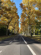Asphaltstraße mit schönen Bäumen an den Seiten im Herbst - Berlin
