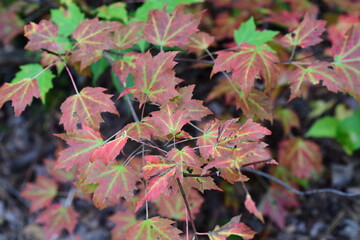 leaves in autumn