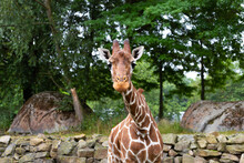 Giraffe In Zoo Looking Into The Camera