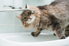 Funny Portrait Of Cat Drinking Water From Tap In Bathroom Standing On Sink And Looking At Camera. Side View Of Gray, Green-eyed Fluffy Cat Quenches His Thirst