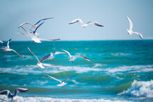 A Flock Of Seagulls Seabirds Over The Sea.