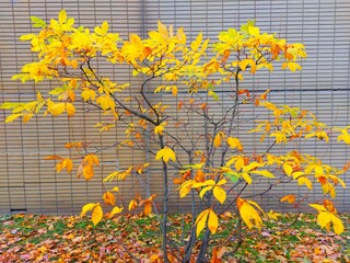 Canvas Print - autumn leaves on the wall