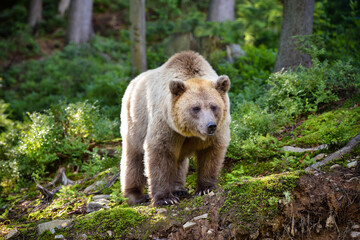 Wall Mural - young brown bear (ursus arctos) on the edge of the forest