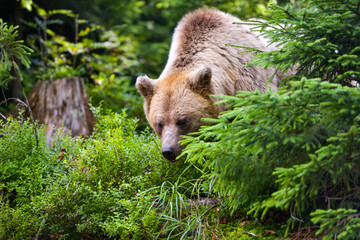 Wall Mural - young brown bear (ursus arctos) in the summer forest. animal in natural habitat.
