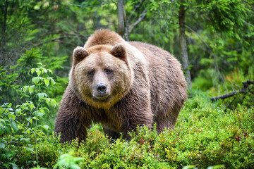 Wall Mural - wild brown bear (ursus arctos) in the summer forest. animal in natural habitat.