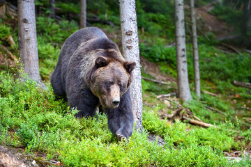 Wall Mural - wild brown bear (ursus arctos) in the summer forest. animal in natural habitat.