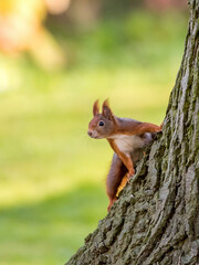 Squirrel in forest