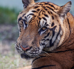 Sticker - Selective of a royal Bengal Tiger resting in the nature