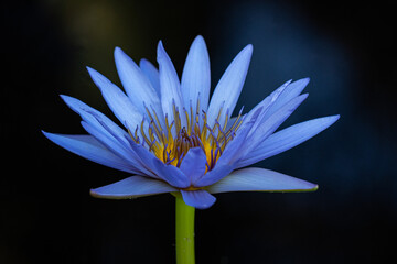 Sticker - Shallow focus of a purple Egyptian lotus flower with a dark blurred background