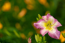 Closeup Shot Of A Beautiful Purple Daylily Isolated Against Blurred Background