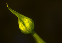 Closeup Shot Of A Green Tulip Bud Isolated On A Dark Background