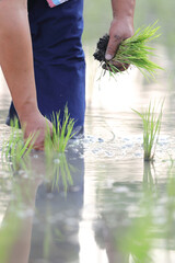 Farmer rice planting on water