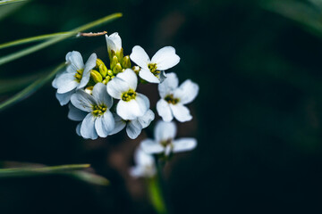 Wall Mural - selective focus shot of arabidopsis thaliana (thale cress) in curonian spit forest, lithuania