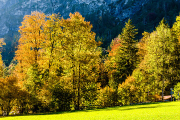 Poster - Herbstlicher Bergwald