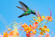 Colorful photo of a male Blue-chinned Sapphire hummingbird feeding on Tropical orange Pride of Barbados flowers against the blue sky in the sunlight.