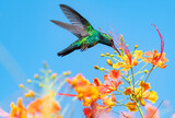 Colorful photo of a male Blue-chinned Sapphire hummingbird feeding on Tropical orange Pride of Barbados flowers against the blue sky in the sunlight.