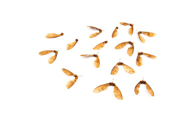 ripe seeds of amur maple, acer ginnala, isolated on white background