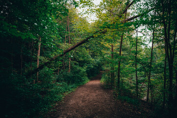 Sticker - Forest path with fallen tree trunk