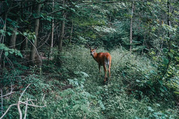 Wall Mural - Closeup of a deer in the forest