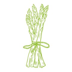 Bunch of fresh asparagus drawn sketch, vector illustration. Green organic wholesome grown food. Healthy lifestyle product. Engraving, vintage. Isolated object.