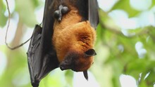 Flying Foxes Hanging Upside Down During The Day