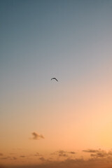 Canvas Print - Bird in flight during dawn.