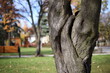 drzewo natura park jesień kora
