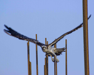 Sticker - Horizontal photo of Osprey bird (Pandion haliaetus)