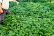 © Наталья Дорожкина - A farmer sprays potatoes with a spray bottle. Fighting the Colorado potato beetle. Strong poison for insects.