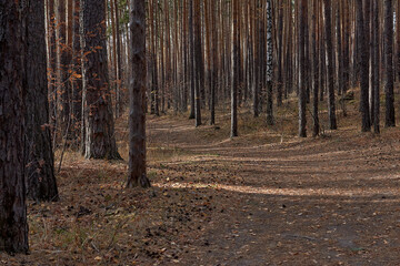 Autumn forest in clear sunny weather